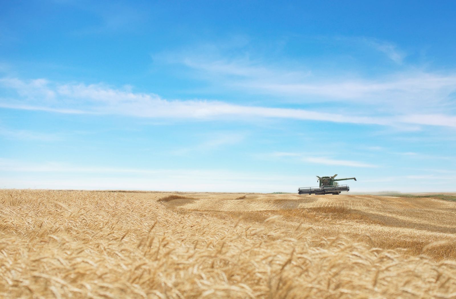 wheat with tractor